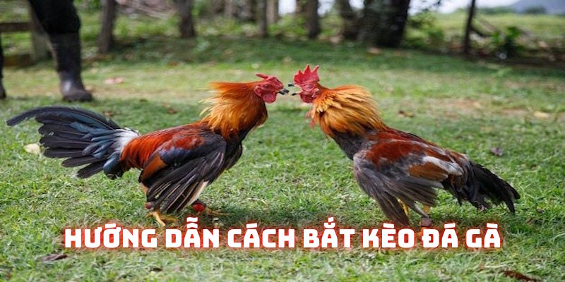 Mẹo bắt kèo cá cược đá gà 69Vn hiệu quả nhất